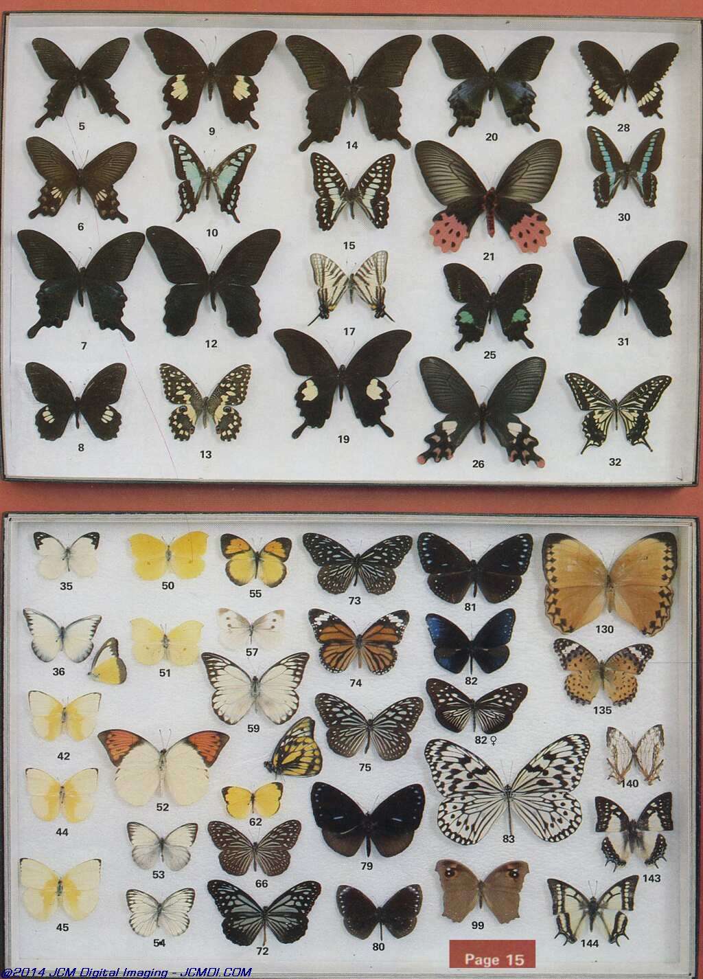 The Butterfly Company (NY) 20 page catalog 1978